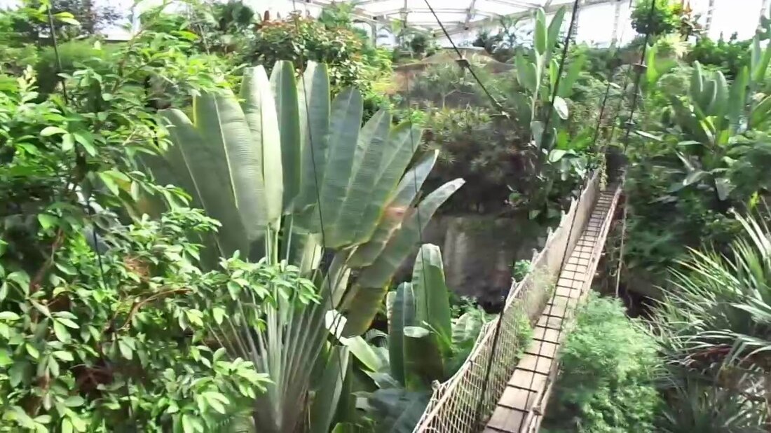 Gondwanaland &#8211; ein Regenwald mitten in Leipzig | Leipziger Zoo. Youtube-Link