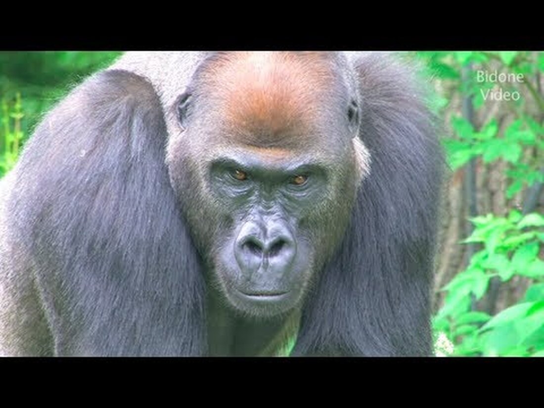 Im Frühsommer habe ich noch einmal den schönen Leipziger Zoo besucht und ausgiebig gefilmt. Das Ergebnis war ein 30-minütiger Film, den ich für YouTube in drei Teile geschnitten habe. Dieses Mal habe ich ganz auf Hintergrundmusik verzichtet, weil es normalerweise Probleme gibt und es meiner Meinung nach natürlicher ist. In Teil 1 sehen Sie die folgenden Tiere – Sie können folgende Tiere in Teil 1 sehen Strauß – Straußenlöwen – Löwen-Erdmännchen – Erdmännchen-Zebras-Giraffen – Kronenkraniche – Kraniche – Im Juni 2013 besuche ich den Leipziger Zoo. Dies ist Teil 1 aus meinem Sommervideo. Ich habe in diesem Video keine Musik …