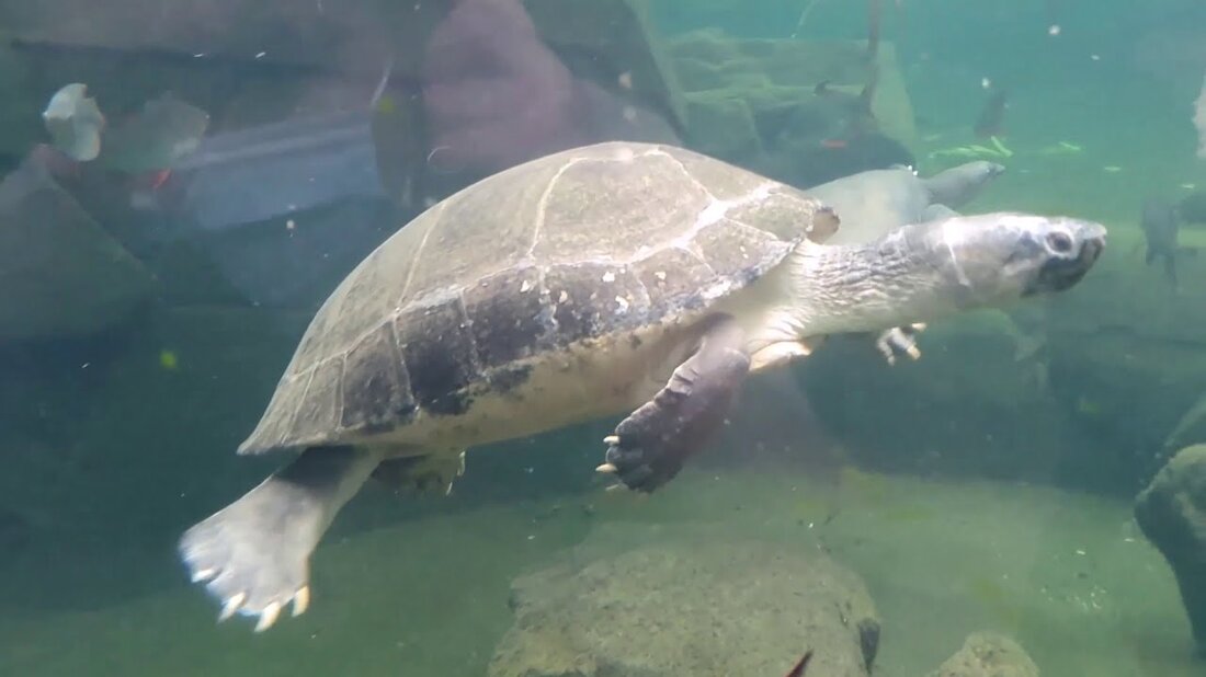 Apsilankymas Leipzig zoologijos sode. Youtube-Link