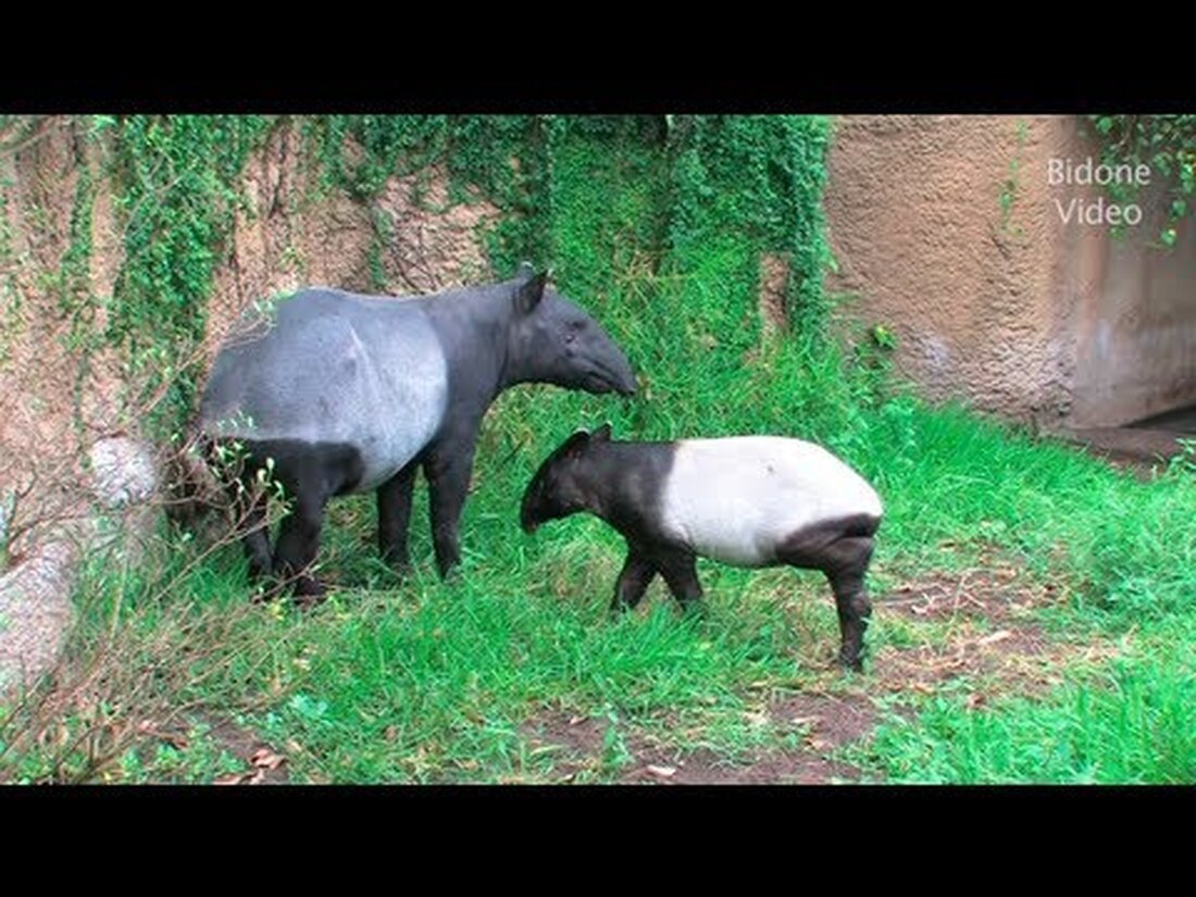 Im Frühsommer habe ich noch einmal den schönen Leipziger Zoo besucht und ausgiebig gefilmt. Das Ergebnis war ein 30-minütiger Film, den ich für YouTube in drei Teile geschnitten habe. Dieses Mal habe ich ganz auf Hintergrundmusik verzichtet, da es normalerweise Probleme gibt und es meiner Meinung nach auch natürlicher ist. In Teil 1 können Sie die folgenden Tiere sehen – Sie können folgende Tiere in Teil 1 sehen Strauß – Straußenlöwen – Löwen-Erdmännchen – Erdmännchen-Zebras-Giraffen – Kronenkraniche – Kraniche – Im Juni 2013 besuche ich den Leipziger Zoo. Dies ist Teil 1 aus meinem Sommervideo. Ich habe in diesem Video …