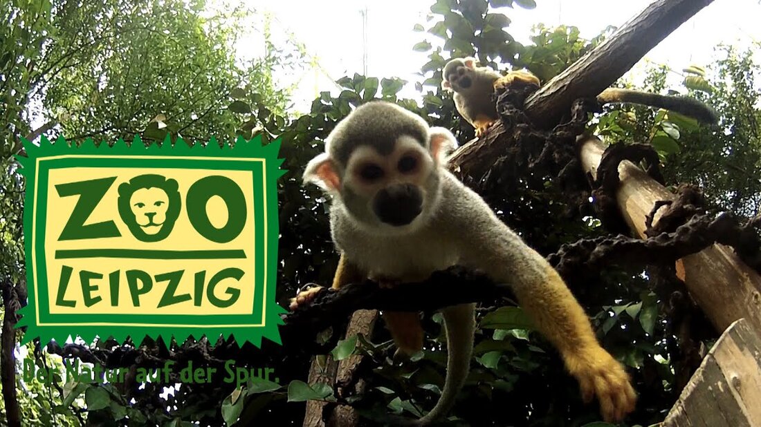 Zoo-Besuch an meinem Geburtstag – Ein schöner Tag im Leipziger Zoo an meinem Geburtstag. # Musik von: Kevin Macleod 1) Am Ufer 2) Digya 3) Tafi Maradi # Gefilmt – Rollei Bullet HD ActionCam 5s Folgen Sie uns auf: https://www.facebook.com/pages/Flippin-Street-Monkeys/799691800041183? ref = hl. Youtube-Link