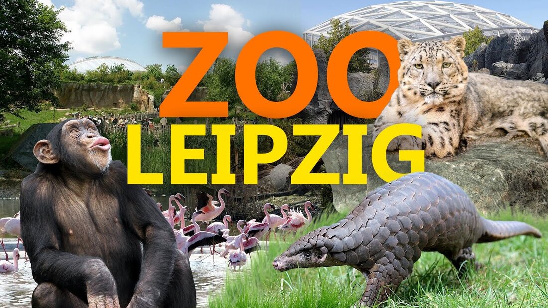 Mit seinem Konzept „Zoo der Zukunft“ gilt der Zoo Leipzig seit langem als Vorreiter in Deutschland und darüber hinaus. Mit Projekten wie der Affenanlage Pongoland oder der riesigen Tropenhalle Gondwanaland hat sich Leipzig als einer der modernsten Zoos Europas etabliert. Und seit meinem letzten Video ist viel passiert: Ob das neue Südamerika-Gebiet, die Himalaya-Anlage oder das frisch renovierte Aquarium, in Leipzig gibt es viel zu bestaunen. Aber ist der Leipziger Zoo für uns wirklich der beste Zoo Deutschlands? Unterstütze Zoo Experience auf Patreon! Dort seht ihr alle Videos früher und werbefrei, außerdem könnt ihr euch tolle Bonusinhalte wie Zooführungen sichern! …
