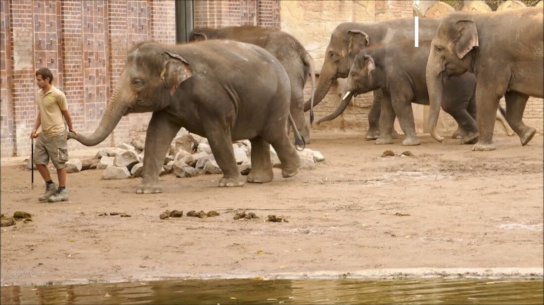 Im Video werden Aufnahmen des jungen Elefantenbullen Edgar vom Februar 2016 aus dem Tierpark Berlin verarbeitet. Edgar und seine Familie sind inzwischen von Berlin in den Leipziger Zoo gezogen, wo sie unter anderem den sehr jungen Bullen Kiran kennengelernt haben. Youtube-Link