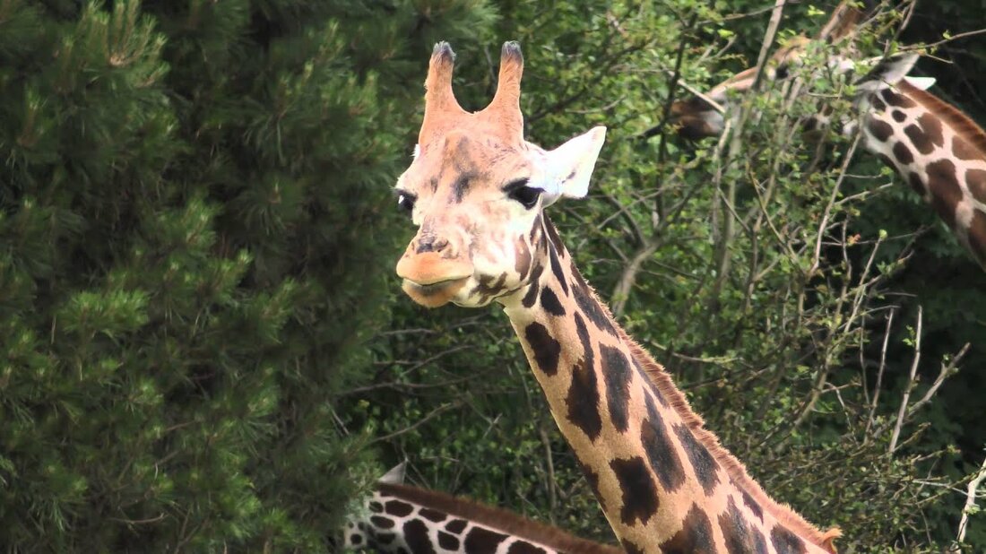Ein Besuch im Zoo Leipzig. Link zu meiner Seite: http://danielleipzig.jimdo.com/ Verwendete Technologie für meine Aufnahmen: Panasonic 4K Camcorder HC-VX878 http://amzn.to/1e6bUEd GoPro Hero 4 silber http://amzn.to/1MUAXWK Canon EOS 60D http://amzn.to/1hnR3YB Teleobjektiv Canon EF 100-400 L IS USM http://amzn.to/1eVYhBv Zoomobjektiv Canon EF 24-105 F4 / L IS USM http://amzn.to/ 1eVYqF2 Makroobjektiv Canon EF 100 2.8 L IS USM http://amzn.to/1jFvZhQ Graufilter Haida 1000x 77mm http://amzn.to/18P50jk Intervallauslöser Aputure http://amzn.to/1hnSx5j Stativ Cullmann Primax 180 http : // amzn.to/1bkTWW0 Video Schwenkkopf flüssigkeitsgedämpft Manfrotto 701 HDV http://amzn.to/1eW38Cu. Youtube-Link
