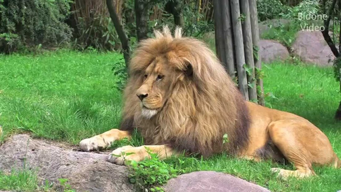Im Sommer habe ich den Zoo in Leipzig besucht und ausgiebig gefilmt. Von Löwen, Monitoreidechsen und Erdmännchen gibt es viel zu sehen. . Youtube-Link