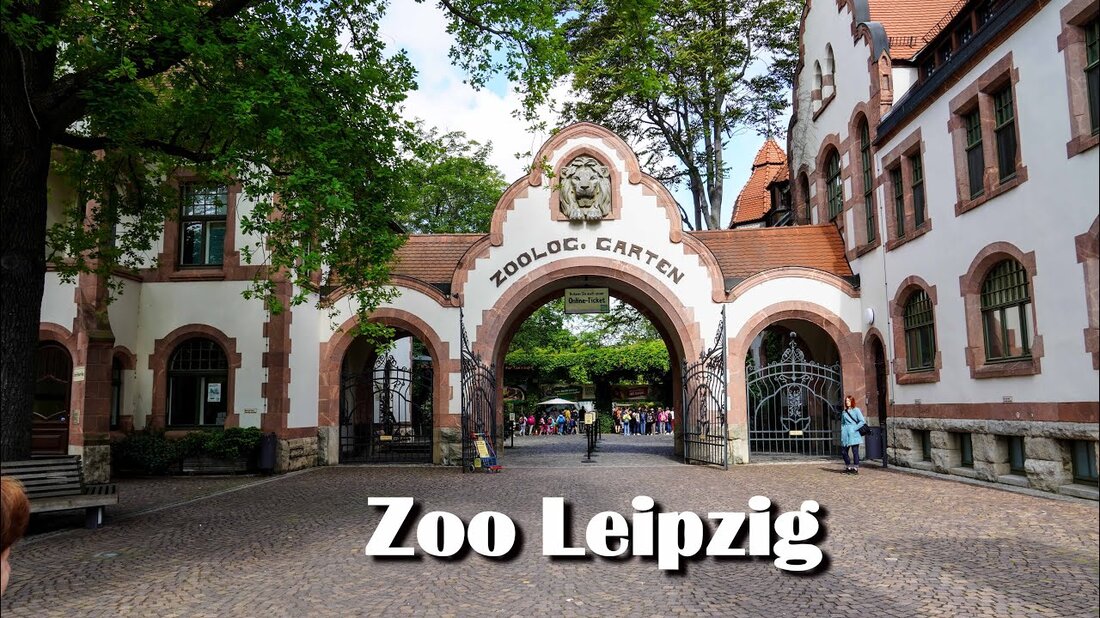 Nach über zehn Jahren besuchen wir den Leipziger Zoo wieder und sind beeindruckt, wie schön er geworden ist. Nicht umsonst belegt er im aktuellen Ranking den zweiten Platz unter den schönsten Zoos Europas. 00:00 Start- und Eingangsbereich 00:11 Zooplan 00:50 Aquarium 01:40 Gondwanaland 02:50 Asien &#8211; Großkatzen 03:08 Elefantentempel Ganesha 04:10 Pelikanteich 04:40 Tiger &#8211; Taiga; Leopardental 05:07 Pongoland 05:36 Kamelreiten 05:54 Pongoland &#8211; Gorilas 06:17 Flamingos 06:20 Afrika 07:22 Löwensavanne und Erdmännchen 08:02 Nashörner 08:32 Dinosaurierszene 08:59 Mähnenwolf 09:20 Flamingos und Löffler Youtube-Link