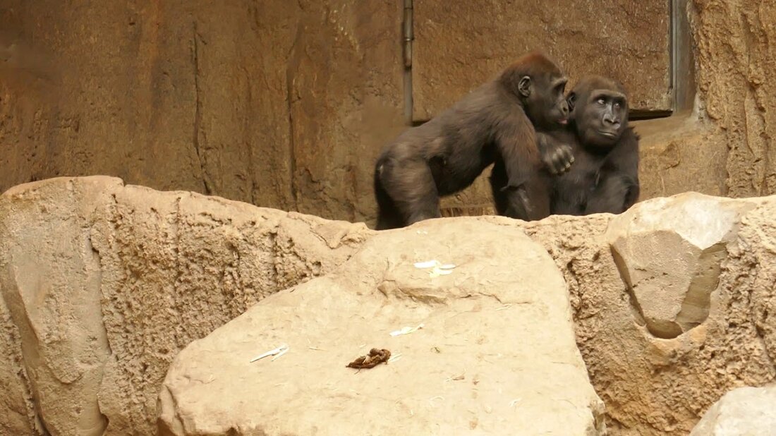 Bei unserem Besuch im Leipziger Zoo am 20. Oktober 2020 konnten wir zwei Gorillakinder beobachten, die mit den Tieflandgorillas in der Menschenaffenanlage Pongoland spielten. Wir fanden das lustig und süß und haben ein paar Szenen im Video zusammengestellt. Youtube-Link