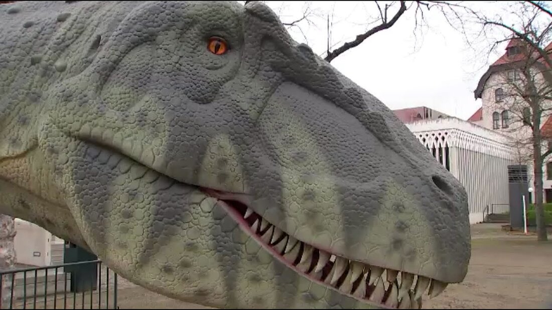 Die Dinosaurier sind auf freiem Fuß: Riesige Schaumdinosaurier bevölkern den Leipziger Zoo. Mit den Rheas trifft ein kleines Küken seine Familie und ein Schneeleopard muss trainieren. https://www.mdr.de/elefanttigerundco/index.html https://www.facebook.com/elefanttigerundco/. Youtube-Link