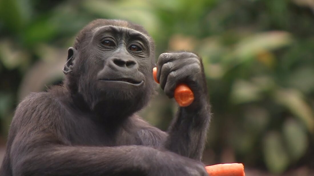 Gondwanaland wird 2021 zehn Jahre alt. In einer der größten tropischen Hallen Europas im Herzen von Leipzig ist ein mächtiger Dschungel aufgewachsen. In Pongoland gibt es auch 2021 etwas zu feiern. Https://facebook.com/elefanttigerundco. Youtube-Link
