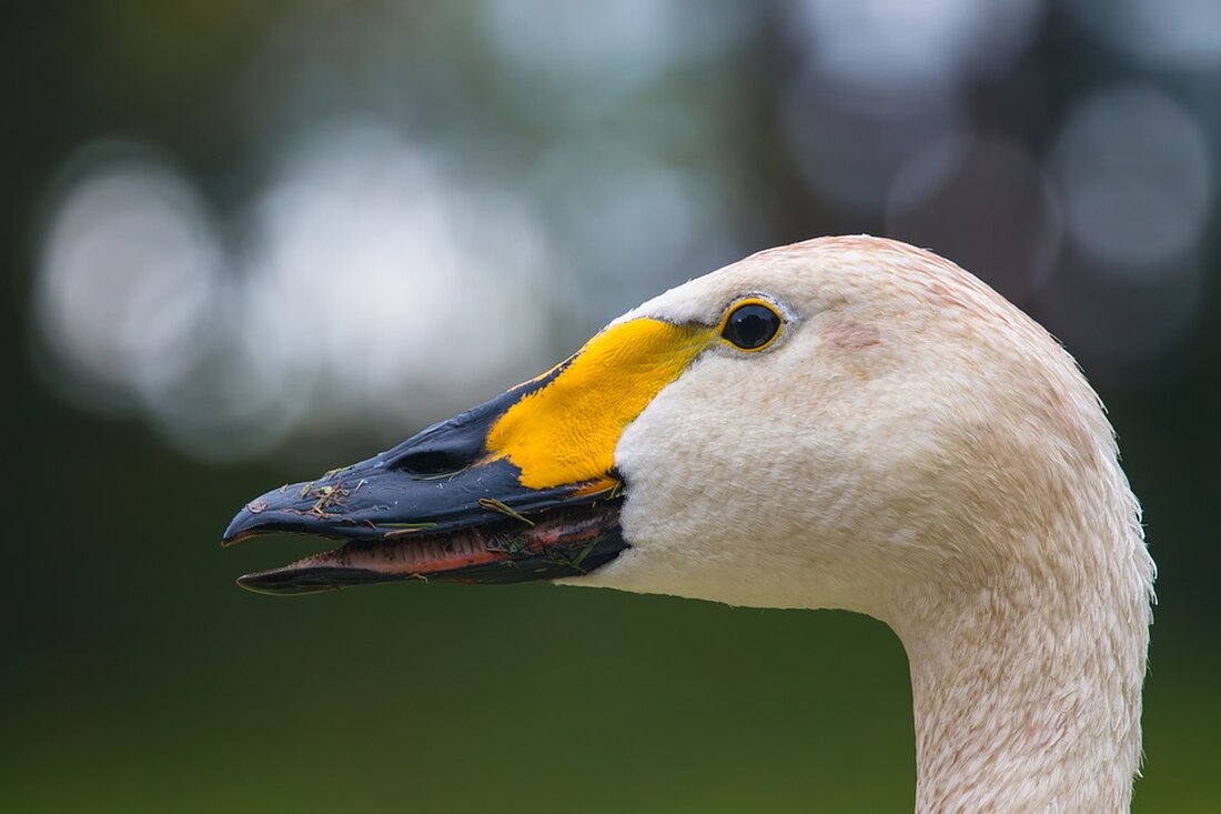 Im Zoo Heidelberg wurden zwei Balistar-Küken geboren, ein wichtiger Schritt für den Artenschutz dieser hochbedrohten Vogelart.