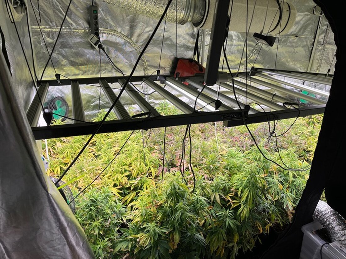 Bei Durchsuchungen in Pulheim entdeckte die Polizei Rhein-Erft-Kreis zwei Cannabisplantagen und stellte zahlreiche Pflanzen sicher.