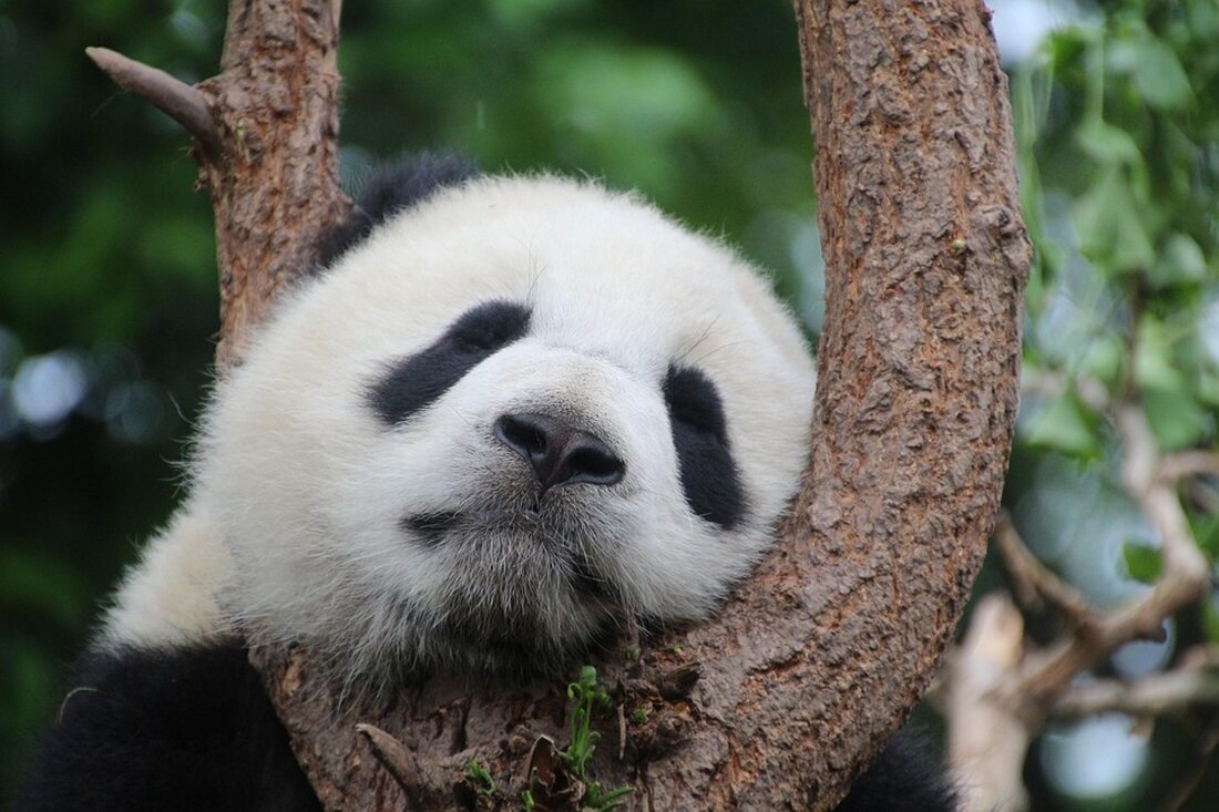 Im Berliner Zoo brachte Panda-Mama Meng Meng Zwillinge zur Welt! Lesen Sie mehr über die erste Pandageburt in Deutschland seit 2019 und die süßen Jungtiere.