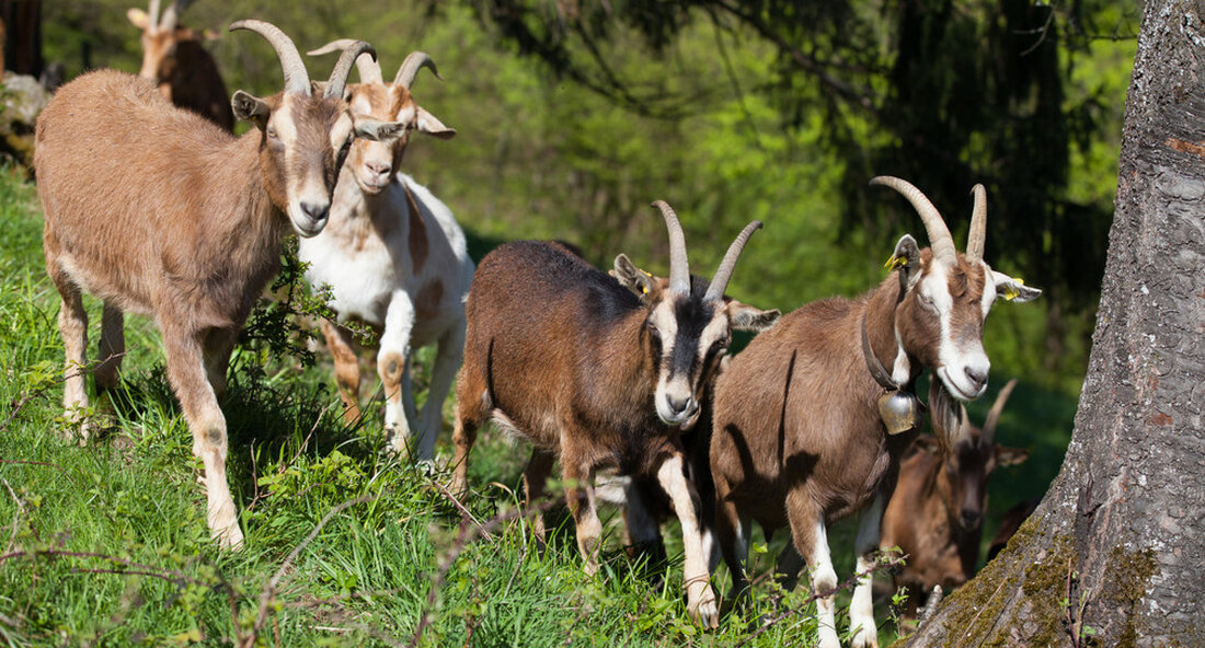 Im Bezirk Reichental im Bezirk Rastatt wurden zwei tote Ziegen gefunden. Weitere Untersuchungen sollten nun klären, ob die Ziegen von einem Wolf abgerissen wurden. Zwei Ziegen sind am 29. April im Bezirk Reichental im Rastatt Bezirk tot gefunden. Zu diesem Zeitpunkt haben die Experten von Experimentelles und Forschungsinstitut für Forstwirtschaft (FVA) noch nicht sagen, ob der Angreifer ein Wolf ist. Die toten Ziegen wurden jetzt dorthin geschickt Büro für chemische und veterinärmedizinische Untersuchungen (CVUA) in Karlsruhe bestanden, wo sie genauer untersucht werden. Darüber hinaus analysiert es Senckenberg-Institut in Gelnhausen die DNA-Proben von den Tieren entnommen. Unterstützungsbereich Wolfsverhütung Schwarzwald Die Gemeinde …