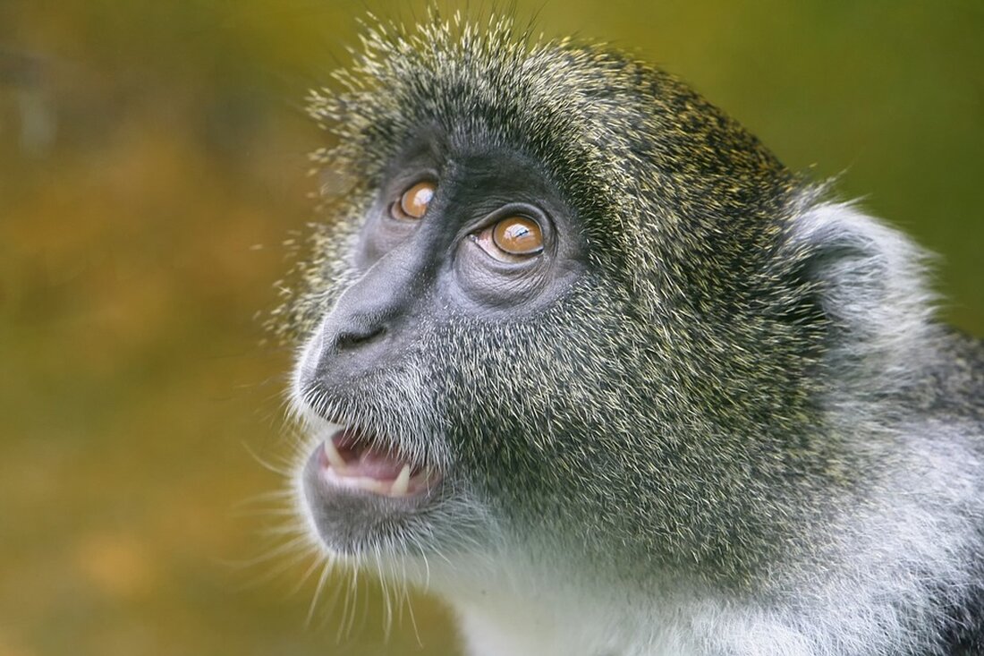 Im Zoo Leipzig sorgt ein ungewöhnlicher Fund bei der Gartenarbeit eines Tierpflegers für Begeisterung: Ein kleines Faultier erkundet seine Umgebung!