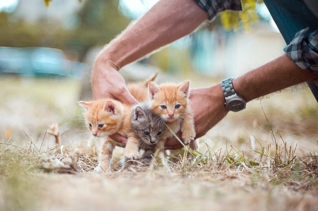 Bevor man ein Haustier für die Familie anschafft, gilt es einige Faktoren abzuwägen, wie Anschaffungskosten, Futter, Steuer und Haftpflichtversicherung. Insbesondere bei Hunden können diese Kosten schnell teuer werden. Laut Experten belaufen sich die Kosten für einen Hund, der etwa 14 Jahre alt wird, auf mindestens 20.000 Euro. Auch Katzen verursachen hohe Kosten von etwa 13.000 Euro. Dennoch haben sich in Deutschland viele Menschen für ein Haustier entschieden. Es ist jedoch wichtig, keine Modetiere oder Qualzuchten anzuschaffen, da diese oft mit schweren Krankheiten einhergehen können. (Quellenangabe: Apothekenmagazin "ELTERN" 8/2024)