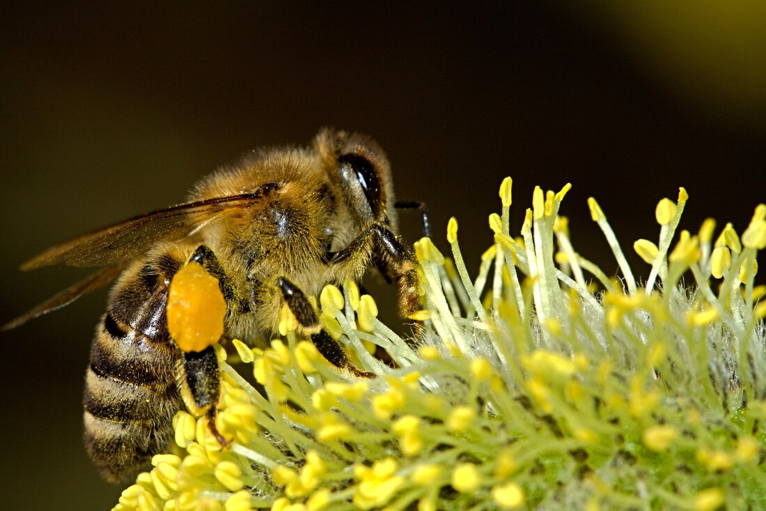 Das Imkern, also die Kunst der Bienenhaltung und Honigproduktion, erfreut sich zunehmender Beliebtheit. Diese Tätigkeit ist nicht nur eine traditionsreiche, sondern sie hat auch eine große Bedeutung für die Umwelt und die Erhaltung der Biodiversität. Die Bedeutung des Imkerns für die Umwelt Das Imkern geht weit über die Honigproduktion hinaus. Denn Bienen spielen eine entscheidende Rolle in der Bestäubung von Pflanzen, was wiederum die Ernte vieler Obst- und Gemüsesorten ermöglicht. Die Förderung der Bienenpopulation durch das Imkern ist daher ein wichtiger Beitrag zum Umweltschutz und zur Erhaltung der Natur. Was benötigen angehende Imker für eine Grundausstattung? Als angehender Imker benötigt …