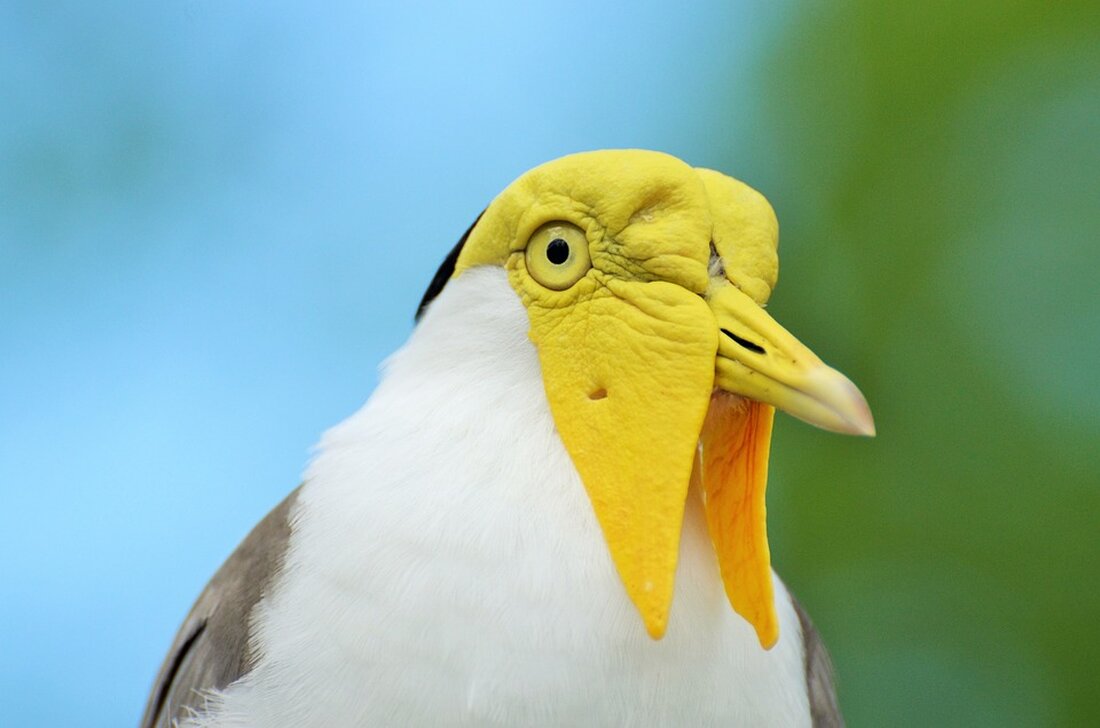 Der Kiebitz – Vogel des Jahres 2024 in Deutschland Einleitung Der Kiebitz (Vanellus vanellus) wurde zum Vogel des Jahres 2024 in Deutschland gewählt. Über 120.000 Menschen haben an der öffentlichen Wahl des Naturschutzbundes teilgenommen. Besonders besorgniserregend ist die Situation des Kiebitzes im Bundesland Sachsen, wie der NABU Sachsen berichtet. Vom Aussterben bedroht Laut der „Roten Liste Sachsen“ gehört der Kiebitz zu einer stark bedrohten Art. Der Bestand dieser Regenpfeifer-Art ist in den letzten vierzig Jahren um alarmierende neunzig Prozent in Sachsen zurückgegangen. Es wird geschätzt, dass es nur noch maximal 100 Brutpaare im Freistaat gibt. Merkmale des Kiebitzes Der Kiebitz …