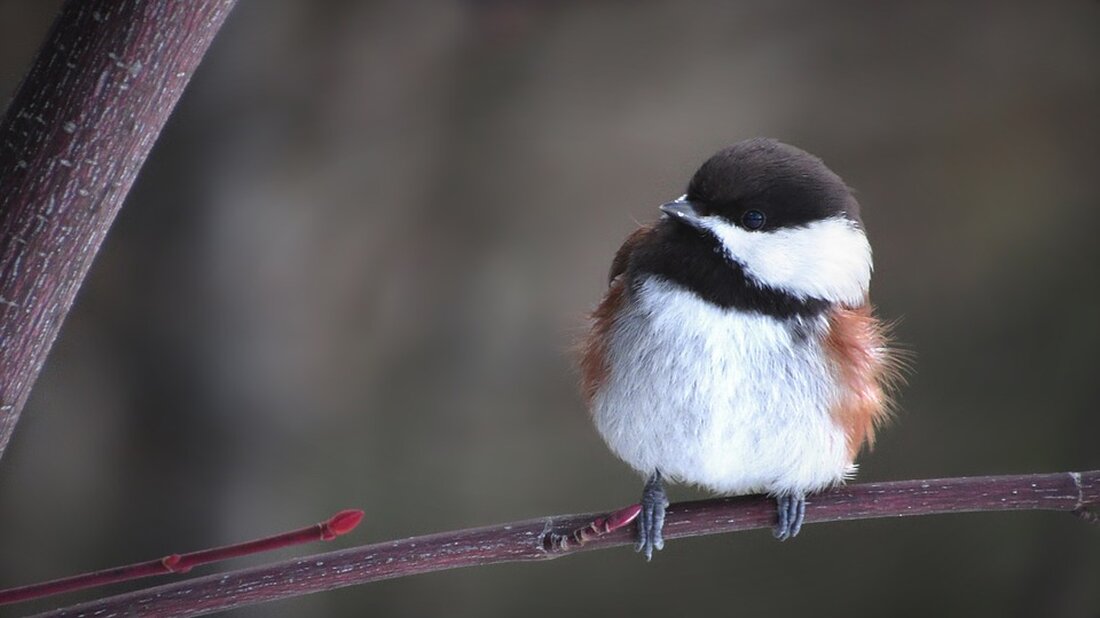Die Witt-Gruppe unterstützt mit der Weihnachtsaktion 2023 das SOS-Kinderdorf in Göppingen/Stuttgart mit 20.000 Euro für tiergestützte Pädagogik. Erfahren Sie mehr über diese wertvolle Initiative.