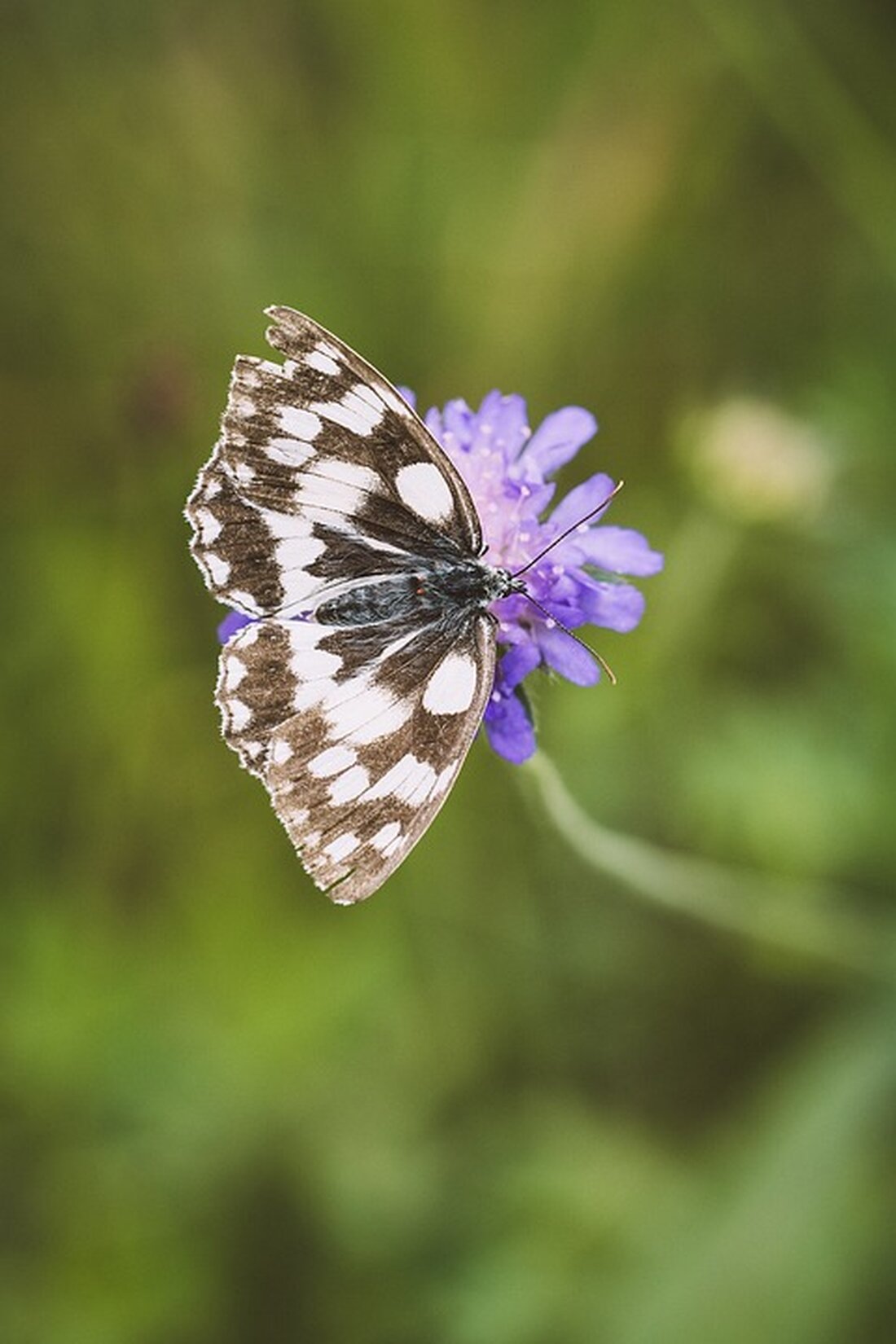 Entdecken Sie das neue Trittsteinbiotop in Reinickendorf, das von der Stiftung für Mensch und Umwelt ins Leben gerufen wurde! Auf 40 Quadratmetern erwartet Sie eine naturnahe Mini-Blühinsel mit trockenheitstoleranten Wildpflanzen und vielfältigen Habitatstrukturen. Hier können Passant*innen mehr über Biodiversität und Umweltbildung lernen. Erfahren Sie, wie dieses Projekt zur Förderung der Stadtnatur beiträgt und entdecken Sie die Bedeutung heimischer Insekten für unser Ökosystem. Besuchen Sie uns und erleben Sie die grüne Oase an der Auguste-Viktoria-Allee!