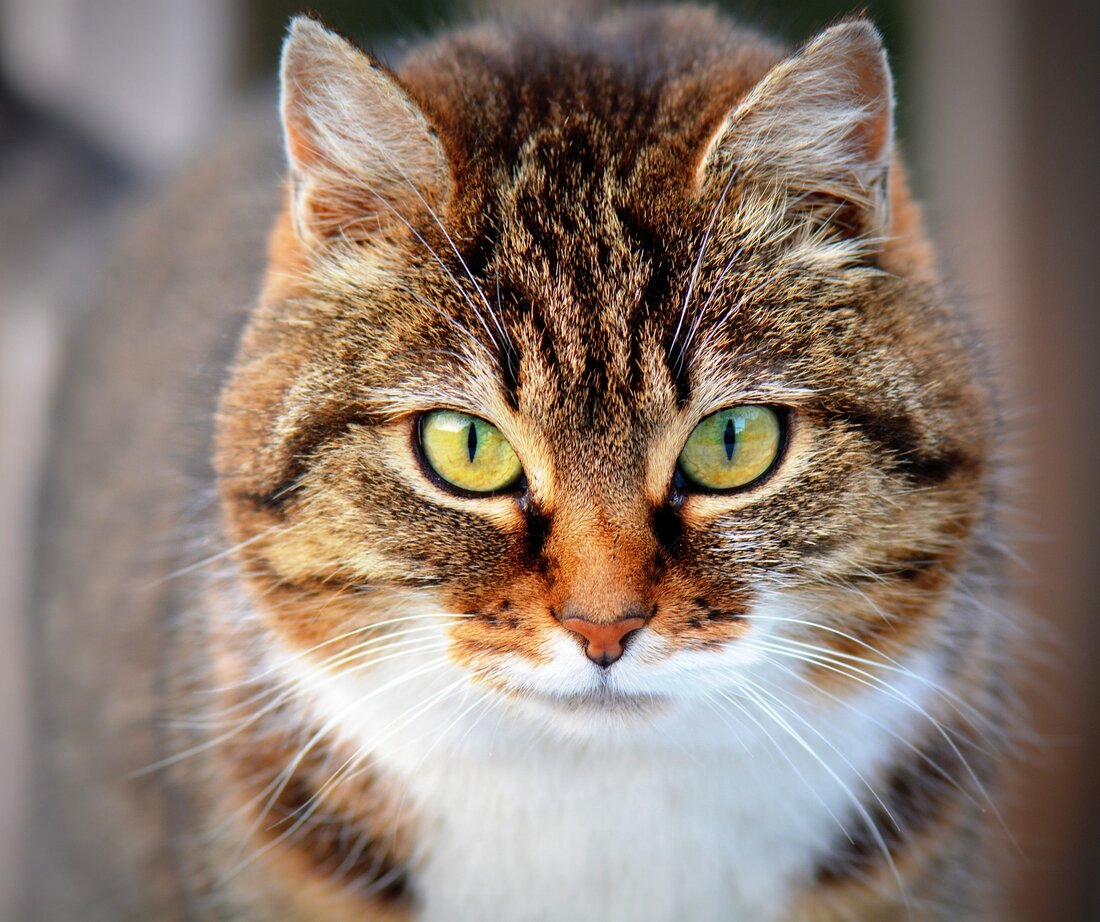 Ist die Katze gesund, freut sich der Mensch und ist sie vital und glücklich, dann erst recht. Katzenliebhaber wissen was es bedeuten kann, dass sie die Samtpfoten so rundum zufrieden und wohl bei uns und mit uns fühlen. Dazu gehört nicht nur die richtige und ausgewogene Fütterung, sondern vielmehr auch das Umfeld und die Umgebung, die wir ihnen als Lebensraum bieten. Desto artgerechter wir sie halten, umso besser geht es ihnen letztlich und sie können unter Umständen auf diese Weise mit uns ein beträchtliches Alter von sogar über 20 Jahren erreichen. Doch was genau zählt zu den wichtigsten Dingen zum …