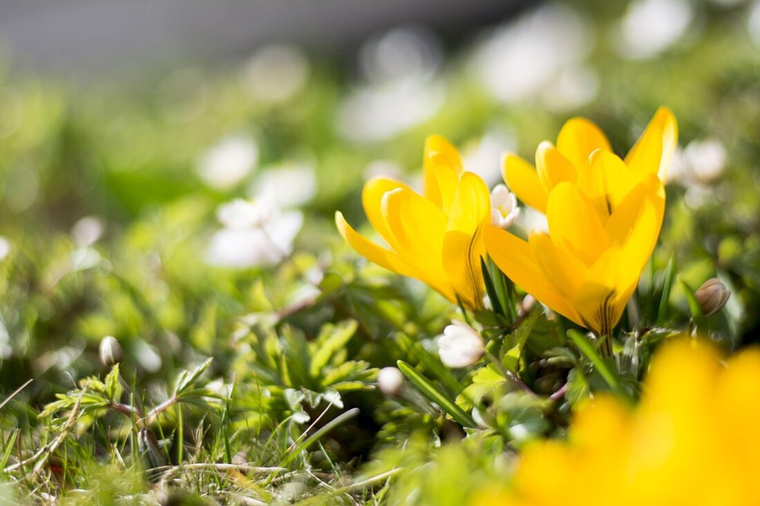 Erleben Sie ab 7. April die Aktion „MDR Frühlingserwachen“: Städte wetteifern um Projekte für Gemeinschaft und Fortschritt.