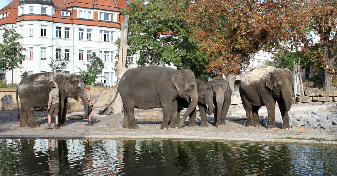 &#8222;Sechs Elefantentransporte in nur vier Tagen &#8211; das war eine Herkulesaufgabe für unser Team und die beteiligten Partner&#8220;, lobt Zoodirektor Prof. Jörg Junhold und lobt: &#8222;Alle Beteiligten haben diese anspruchsvolle Woche mit einem hohen Maß an Professionalität und Sorgfalt gemeistert Neuankömmlinge machen es auch zu einem entspannenden Eindruck und fühlen sich anscheinend gut. &#8222;Anfang der Woche zog der Elefantenbulle Naing Thein nach Kopenhagen und lässt sich in Anwesenheit von zwei Leipziger Tierpflegern nieder. Während Kewa zusammen mit Pantha und Edgar erwartete, dass Thuza und Astra heute in der Freilufthalle des Elefantentempels Ganesha Mandir ankommen würden, nahm die Bleikuh bereits ein &hellip;