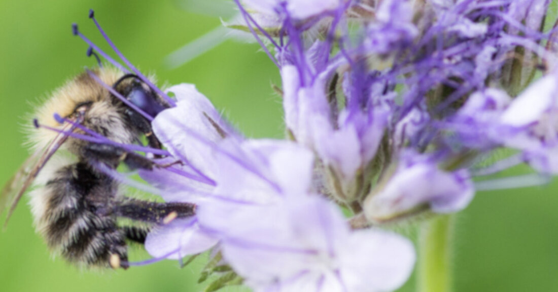 Mit Abstand die fleißigsten bestäubten Hummeln. Auf dem Land gibt es eine größere Vielfalt an fliegenden Insekten, aber mehr Bienen und Hummeln in den Städten führten zu mehr bestäubten Blüten auf den Testpflanzen. Um die Bestäubung in Städten zu fördern, empfehlen die Forscher, bei der Planung von Grünflächen die Bedürfnisse der Bienen stärker zu berücksichtigen. Stadtentwicklung mit Insekten Städte expandieren weltweit. Mehrere Studien haben gezeigt, dass die Umwandlung von Naturgebieten in Bauland das Auftreten von Insekten beeinflusst. Es ist jedoch wenig darüber bekannt, was Urbanisierung für die ökologischen Dienstleistungen von Insekten wie die Bestäubung von Pflanzen bedeutet. Das Wissenschaftlerteam wollte &hellip;