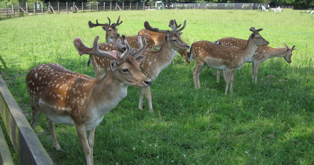 Die Gehege mit Wildschweinen, Elchen und Hirschen entlang der Koburger Straße bis zur Neuen Linie und rund um den Innenbereich sind noch zu sehen und zu besichtigen. .