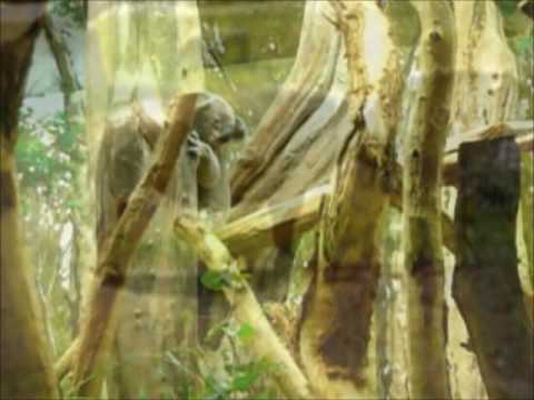 die lustigsten Tiere aus dem Leipziger Zoo. Youtube-Link