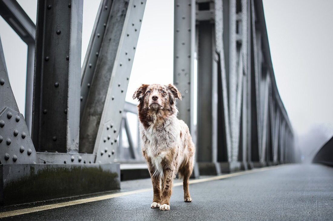 Leipzig saniert marode Brücke nach Einsturz in Dresden. Ab 30. September beginnen umfangreiche Reparaturen an der Wundtstraße.