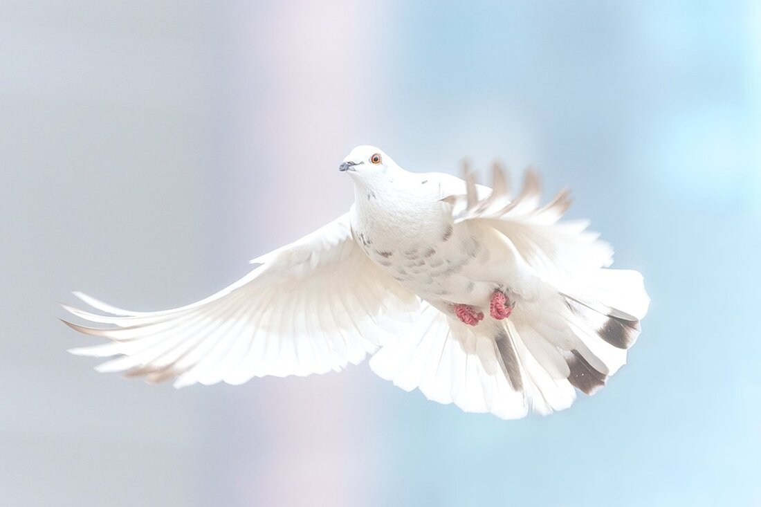 Tauben mit Handicap: Ehrenamtler kümmern sich um verletzte Vögel Für viele Menschen gelten Tauben immer noch als dreckige Tiere und Krankheitsüberträger. Tierfreunde aus Leipzig haben ein Herz für die Vögel und päppeln seit mehreren Jahren Tauben mit Handicap auf. Denn viele Gefahren lauern in der Stadt auf die Tiere. Doch die Ehrenamtler mussten mehrmals die Reißleine ziehen und Aufnahmestopps für ihre Taubenschläge verhängen. Auf Unterstützung durch die Stadt warten sie vergeblich. Gefahren für Tauben in der Stadt Henrike Spoerhase, Mitglied im Verein Stadttaubenhilfe Leipzig, erklärt, dass es viele Gefahren für Tauben in der Stadt gibt. Viele der Tiere fliegen gegen …