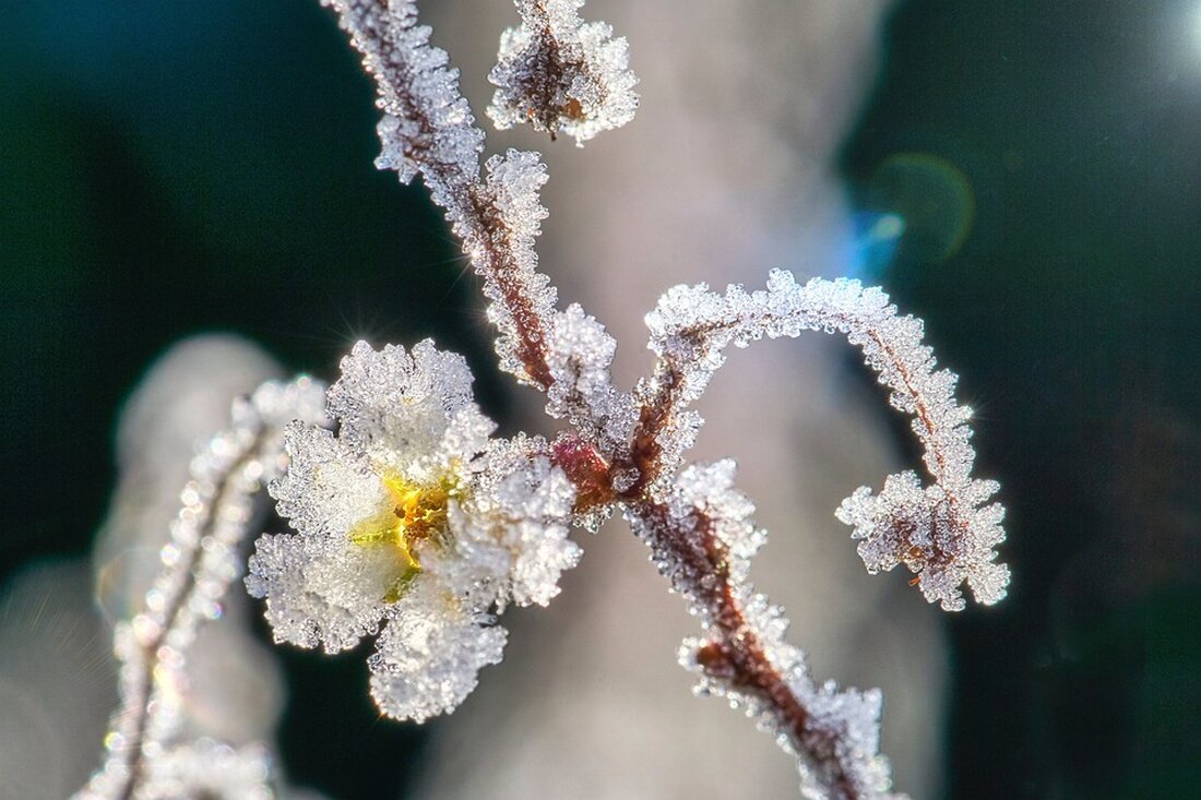 Erfahren Sie, wie frostig es am Dienstag in Bonn wird. Mit der aktuellen Wettervorhersage von news.de bleiben Sie informiert! #Bonn #Wetter #Frost #News