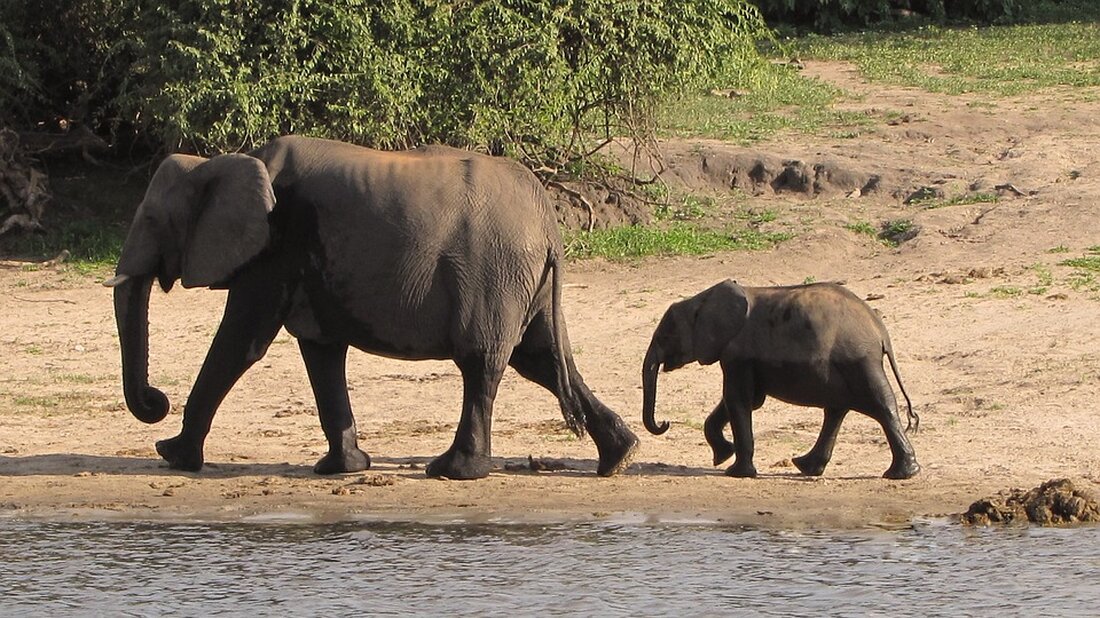 Neues Elefantenkalb im Zoo Leipzig Leipzig. Die Freude im Zoo Leipzig ist groß, denn Ende Juli wurde ein weiteres Elefantenkalb geboren, diesmal von Elefantenmutter „Rani“. Das junge Elefantenkalb entwickelt sich prächtig und hat bereits eine enge Bindung zu den anderen Mitgliedern der Elefantenherde geschlossen, zu der auch die drei anderen jungen Elefanten Akito, Bao Ngoc und Zaya gehören. Die Entscheidung liegt bei den Elefantenfans Die spannende Frage, die jetzt im Raum steht, ist die nach dem Namen für das neueste Familienmitglied. Hier kommen die Elefantenfans ins Spiel. Wie schon bei früheren Namenssuchen haben sie die Möglichkeit, an der Abstimmung für …