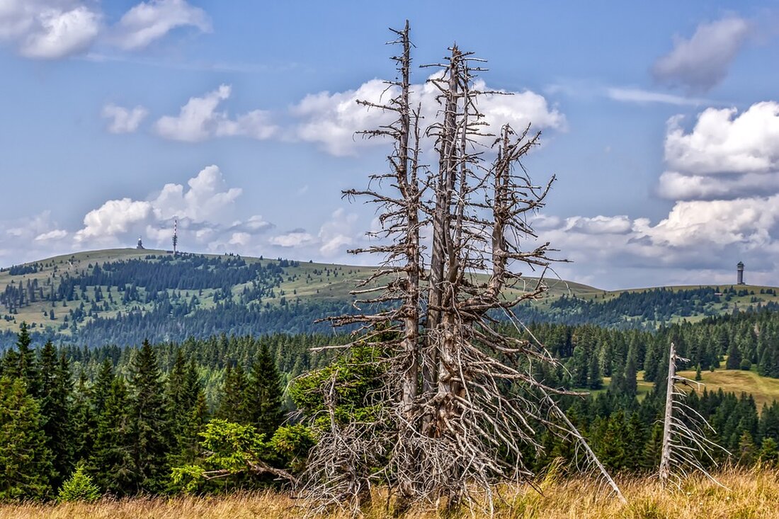Baumsterben am Kulkwitzer See: Wie der „Pappelwald“ umgebaut werden soll Der Zustand des Pappelwaldes am Kulkwitzer See ist schlecht. Aufgrund von Dürre und Trockenheit sind die Bäume stark geschädigt. Um den Wald zu erhalten, treibt die Stadt Markranstädt nun dessen Neugestaltung voran. Auch eine Stiftung sammelt Spendengelder für das Projekt. Es war vor über 50 Jahren, als auf einer ehemaligen Tagebau-Kippe in Markranstädt Pappelbäume gepflanzt wurden. Der Pappelwald am Westufer des Kulkwitzer Sees entstand dadurch und ist seitdem ein prägendes Element der Landschaft. Doch heute ist klar: Der Pappelwald muss verändert werden. Der derzeitige Zustand des Waldes ist schlecht und …