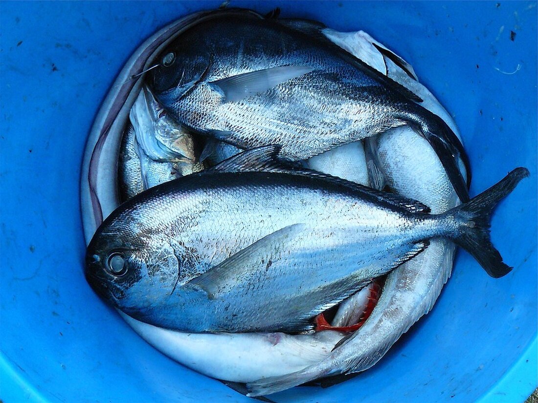 Erleben Sie die Zukunft der Lebensmittelproduktion mit BLUU Seafood, dem innovativen Food Biotech aus Hamburg, das für den Deutschen Gründerpreis 2024 nominiert ist. Entdecken Sie, wie kultivierter Fisch aus Biotechnologie eine nachhaltige und tierethische Alternative zur industriellen Fischerei bietet. Erfahren Sie mehr über den revolutionären Ansatz, der den ökologischen Fußabdruck minimiert und den weltweiten Fischbedarf bedient. Was erwartet Sie bei der Preisverleihung im ZDF-Hauptstadtstudio? Lesen Sie jetzt den vollständigen Artikel!