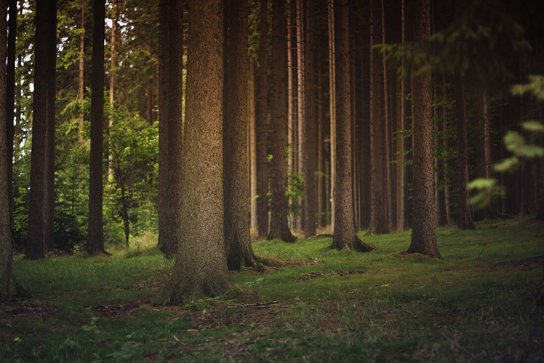 Entdecken Sie die Bedeutung stabiler Wälder für Umwelt und Wirtschaft! Erfahren Sie mehr über die "Deutschen Waldtage 2024" und die kritischen Stimmen der CDU/CSU-Fraktion zu den geplanten Änderungen des Bundeswaldgesetzes. Erhalten Sie interessante Einblicke in die Wichtigkeit der nachhaltigen Forstwirtschaft und den Schutz der Biodiversität in Deutschland.