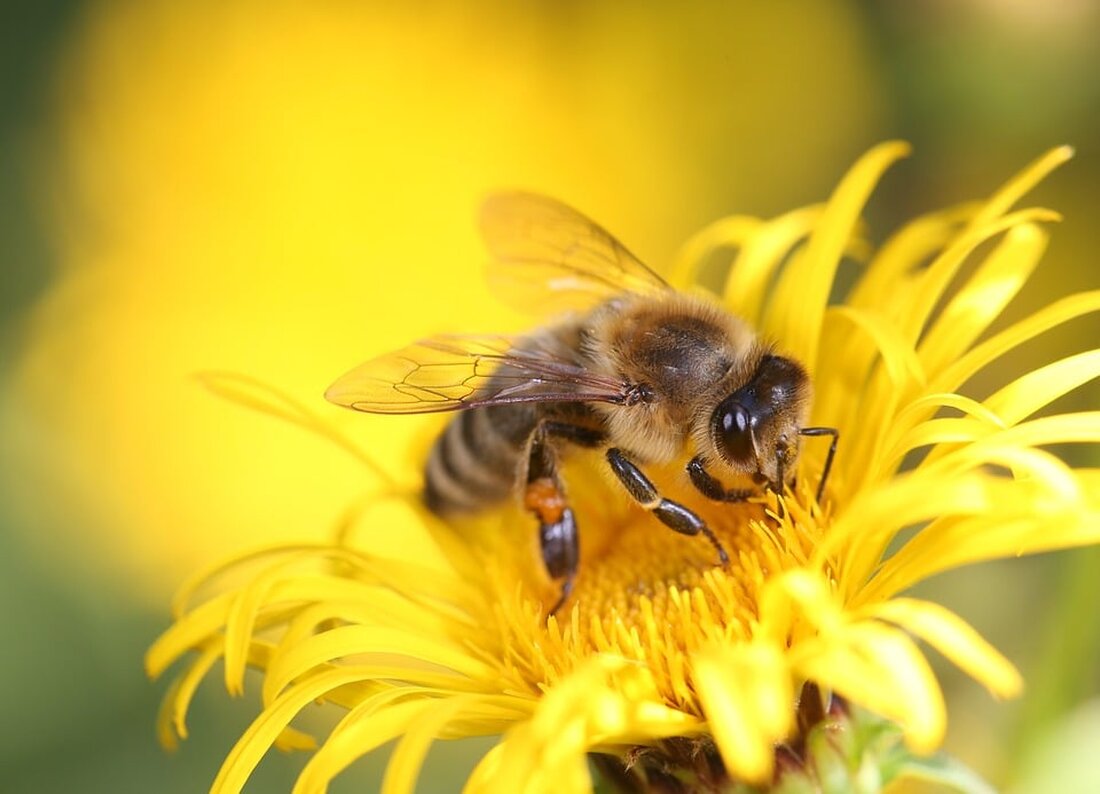 Entdecken Sie die aktuelle Stellungnahme des Bundesverbands Erneuerbare Energie (BEE) zum Kraftwerkssicherheitsgesetz (KWSG). Der BEE fordert eine Überarbeitung des Gesetzes mit einem klaren Fokus auf kosteneffiziente, dezentrale erneuerbare Energien, anstelle von fossilen Reservekraftwerken. Erfahren Sie mehr über die Potenziale von Bioenergie, KWK und anderen Technologien für eine nachhaltige und resiliente Energiezukunft.