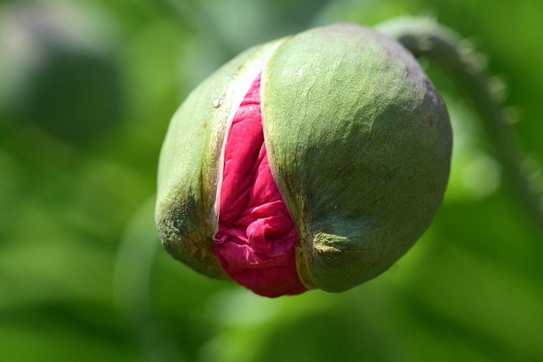 Wie man einen grünen Garten anlegt Einleitung Ein grüner Garten ist nicht nur schön anzusehen, sondern bietet auch zahlreiche ökologische Vorteile. Mit einigen einfachen Schritten kann jeder einen grünen Garten anlegen und damit einen positiven Beitrag zum Umweltschutz leisten. Auswahl der Pflanzen Die Auswahl der richtigen Pflanzen ist der erste Schritt auf dem Weg zu einem grünen Garten. Es ist wichtig, Pflanzen zu wählen, die an die örtlichen klimatischen Bedingungen angepasst sind und wenig Wasser benötigen. Einheimische Pflanzen sind oft eine gute Wahl, da sie bereits an die regionalen Bedingungen angepasst sind und daher weniger Pflege benötigen. Bepflanzung Um einen …