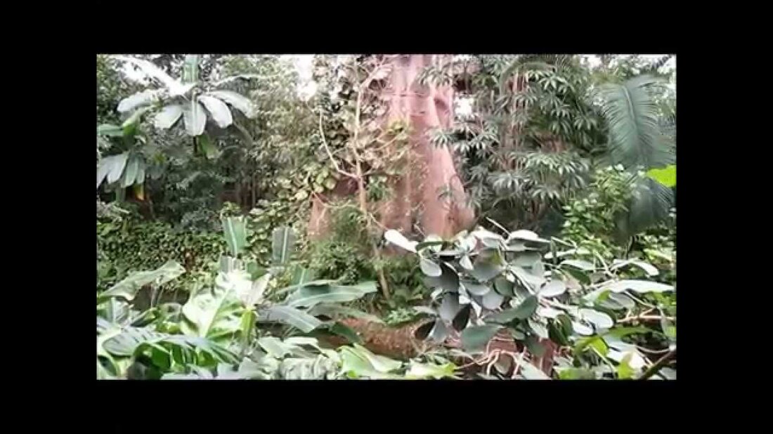 Ein Spaziergang im Gondwanaland &#8211; Leipziger Zoo. Youtube-Link