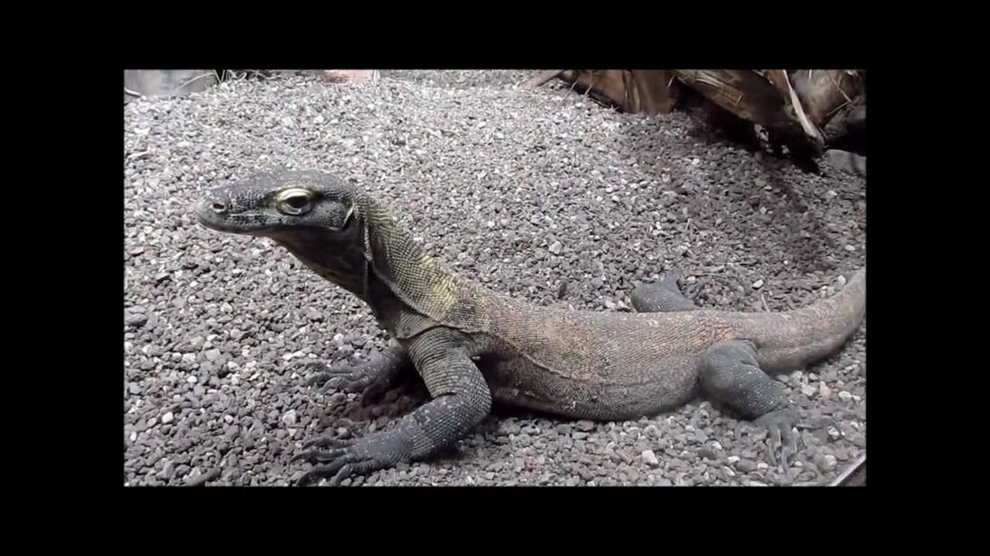 Junge Komodo-Drachen im Zoo-Aquarium Leipzig 2013. Youtube-Link