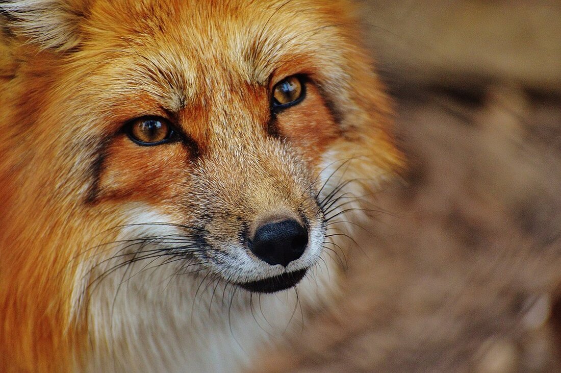 Zoo Leipzig: Ozelot-Weibchen Daphne sorgt für Nachwuchs Leipzig/DUR – Der Zoo Leipzig kann einen weiteren Zuchterfolg vorweisen: Bereits am 31. August 2023 brachte das 15-jährige Ozelot-Weibchen Daphne ihren Nachwuchs zur Welt. Laut dem Zoo ist es bereits ihr zehntes Jungtier, um das sie sich vorbildlich kümmert. „Daphne ist sehr routiniert im Umgang mit ihrem Jungtier, das einen stabilen und augenscheinlich gesunden Eindruck macht“, berichtet Bereichsleiter Michael Ernst. Man habe sich das Jungtier noch nicht genau ansehen können, daher sei das Geschlecht des Tieres momentan noch nicht bekannt. Vater des Ozelot-Jungtieres ist der langjährige Zuchtmann Pinchu (14), der wie Daphne im …