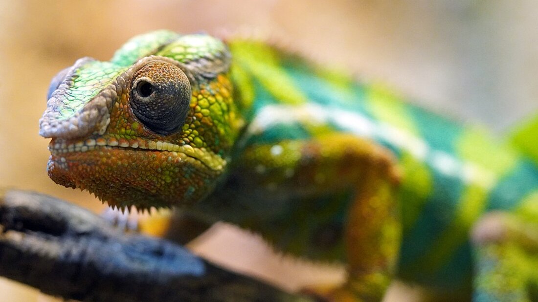 "Erfahren Sie im 'Faktencheck Artenvielfalt', wie es um die Biodiversität in Deutschland steht. Unter Leitung von Prof. Dr. Christian Feld wurden über 700 Literaturquellen analysiert, um Trends, Gefahren und effektive Schutzmaßnahmen zu identifizieren. Entdecken Sie die zentralen Erkenntnisse und die Bedeutung des Erhalts der biologischen Vielfalt für unsere Ökosysteme."