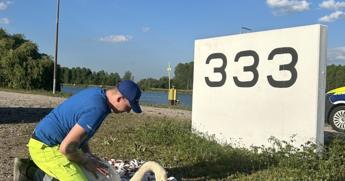 Am 18. Mai 2025 rettete der Zoll am Rhein einen verletzten Schwan. Ein Passant informierte die Beamten über das hilflose Tier.