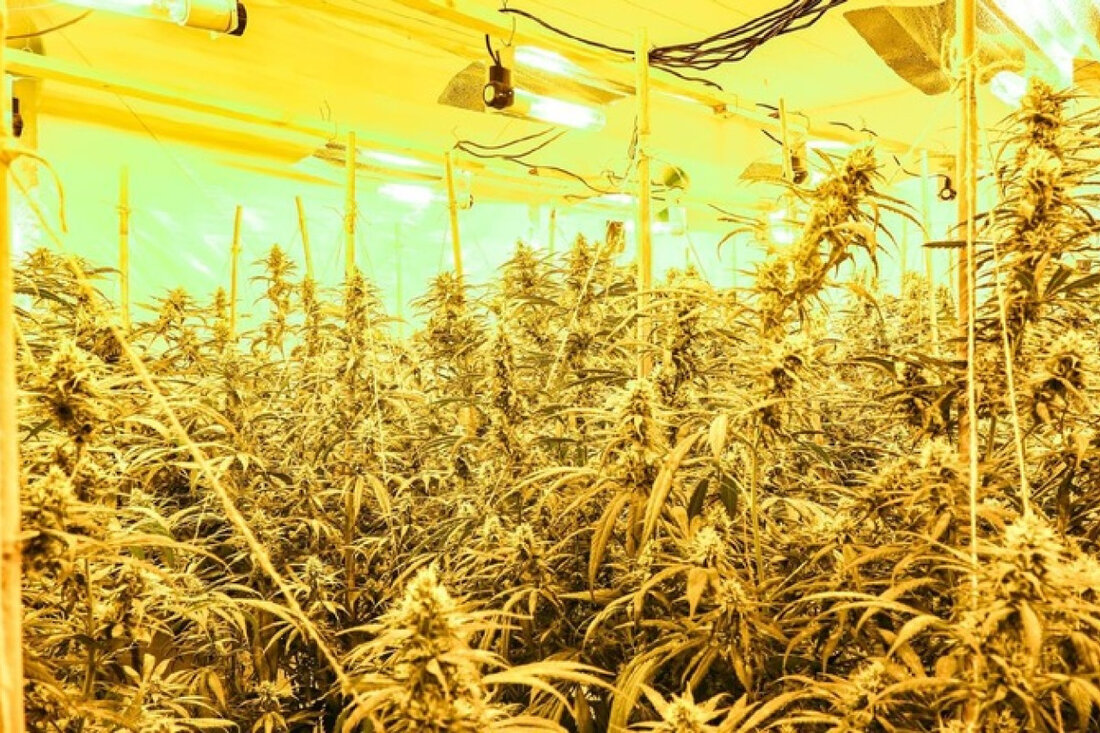 Im Stadtteil Geneicken hat die Polizei Mönchengladbach etwa 900 Cannabis-Pflanzen beschlagnahmt und zwei Verdächtige in U-Haft genommen.