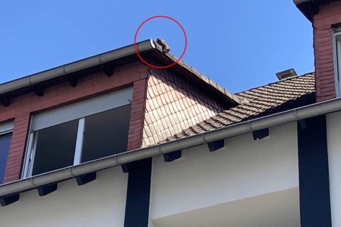 Einsatzkräfte befreiten eine Katze von einem Vordach in Viernheim, nachdem sie über eine Stunde in der Sonne ausharrte.