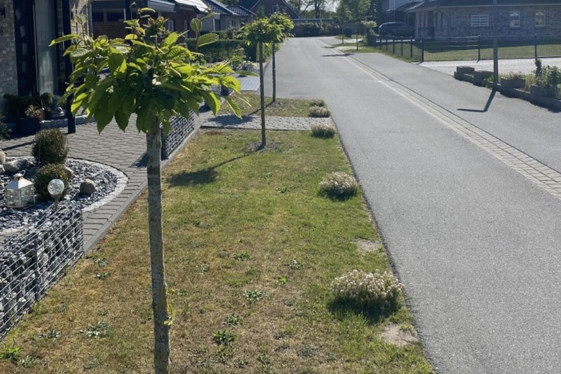 In Beverstedt wurden sieben Straßenbäume beschädigt. Die Polizei ruft Zeugen zur Mithilfe auf. Fotos und Details im Artikel.