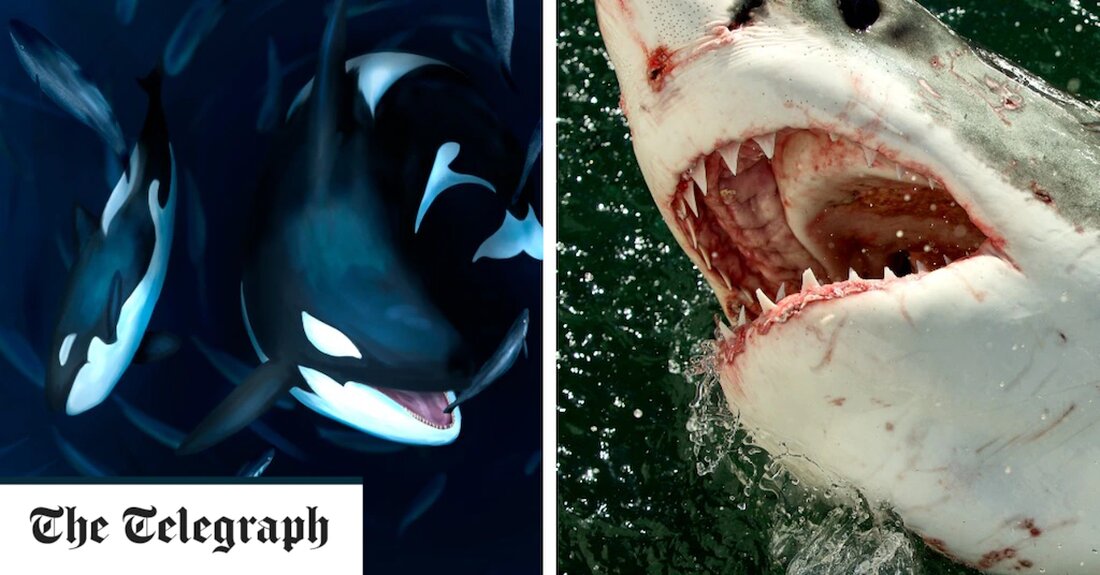 Killerwale jagen absichtlich Haie und fressen ihre Organe, nachdem ihnen ihre traditionelle Nahrung ausgegangen ist, hat eine Studie ergeben. Ein Orca-Paar schlachtet seit fünf Jahren Weiße Haie vor der Küste Südafrikas. Sieben wurden angespült, nachdem ihnen die Leber herausgeschnitten worden war. Einigen wurde auch das Herz von den rasiermesserscharfen Zähnen des Orca Double-Act entfernt. Was einst eine Hochburg der Weißen Haie vor der Küste von Gansbaai war, wird jetzt aktiv von den Raubtieren gemieden, wobei die Killerwale sie vertreiben. Südafrikanische Forscher unter der Leitung der Rhodes University haben seit Beginn der Orca-Angriffe im Jahr 2017 Tracker an 14 Haien angebracht. &hellip;