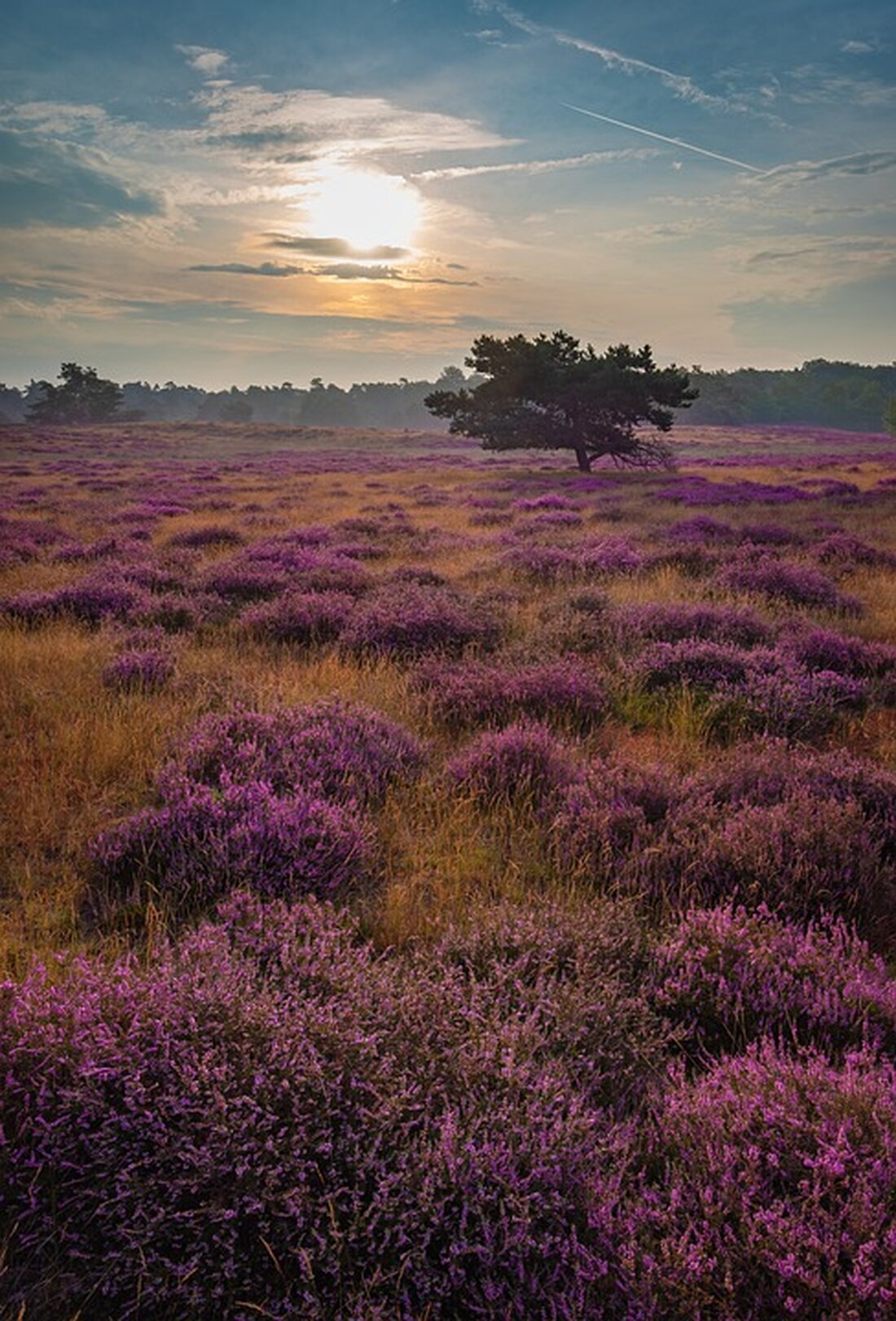 Entdecken Sie die Vielfalt der Schmetterlinge in Sielmanns Naturlandschaft Kyritz-Ruppiner Heide. Erfahren Sie, warum dieses einzigartige Biotop mit über 264 registrierten Schmetterlingsarten ein Paradies für Naturliebhaber ist. Lesen Sie, wie Naturschutz und Pflege zur Erhaltung dieser faszinierenden Ökosysteme beitragen.