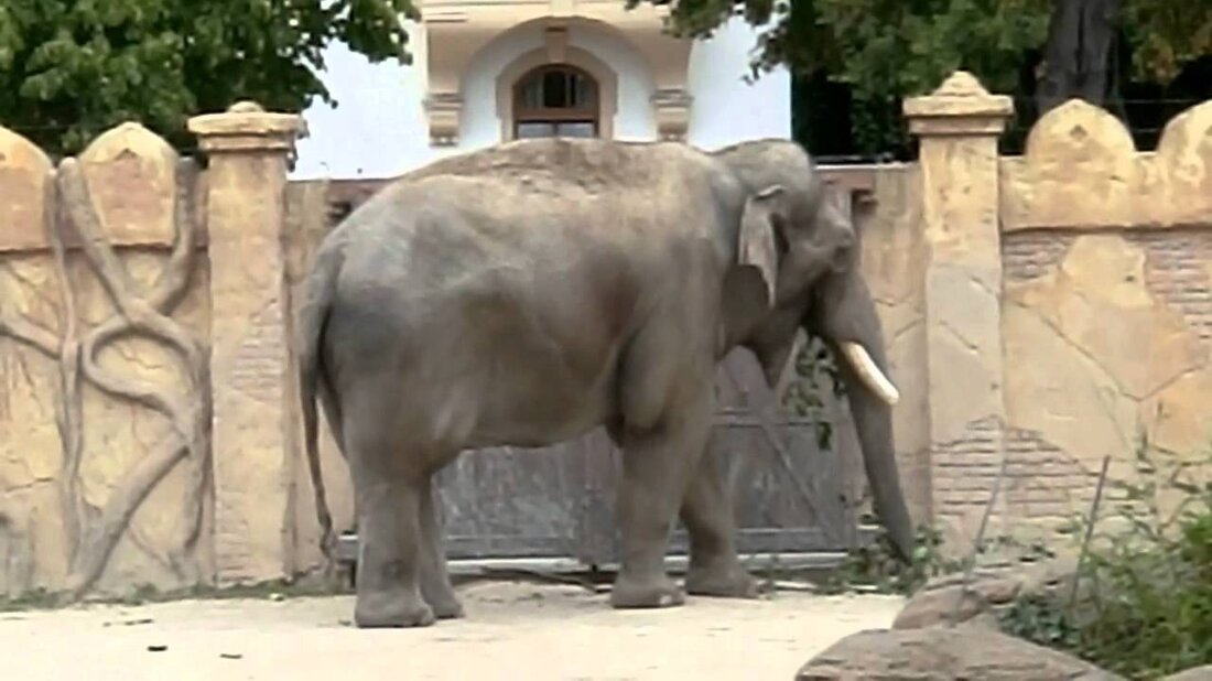 Super Zoo gehen Sie dort hin und schauen Sie, es ist großartig, so viele Tiere zu sehen, die platzen, wenn Sie früh hineingehen. Wir waren ungefähr 7,5 Stunden dort. Youtube-Link