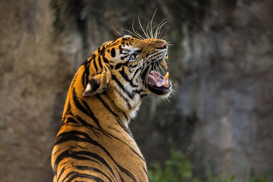 Zoo Leipzig: Tigerkater Tomak ist tot Schon wieder gibt es traurige Nachrichten aus der Tiger-Taiga im Zoo Leipzig! Kurz nachdem Katze Bella an Krebs gestorben ist, musste der Tierpark jetzt eine weitere schwere Entscheidung treffen. Tigerkater Tomak wurde im hohen Alter von 19 Jahren eingeschläfert. Dem Team im Zoo Leipzig blieb keine andere Wahl. „Gemeinsam mit den Pflegern, verantwortlichen Zoologen und dem Zootierarzt haben wir uns heute im Sinne des Tieres entschieden und Tomak von seinem Leiden erlöst“, erklärte Zoo-Chef Jörg Junhold am Mittwoch (2. August). „Eine weitere Behandlung war nicht mehr vertretbar. Mit 19 Jahren hatte er ein stolzes …